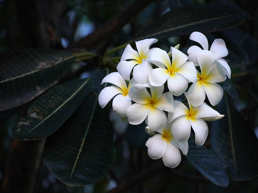 White Frangipani  Photograph by Aarti Bartake