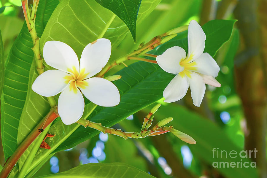 White Frangipani Flowers Photograph by Olga Hamilton