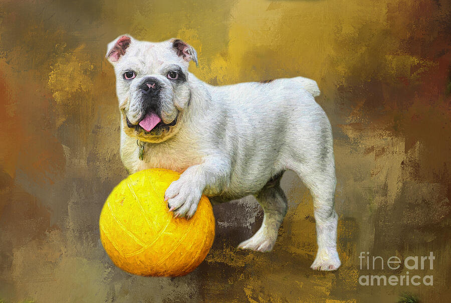 French Bulldog Mixed Media - White French Bulldog with Ball by Elisabeth Lucas