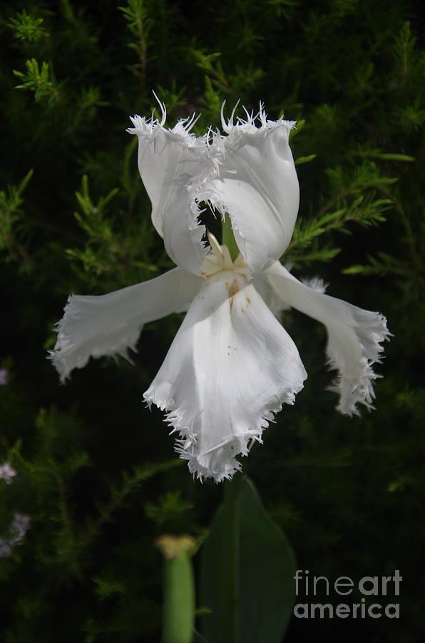 White Fringed Tulip Photograph by Lesley Evered