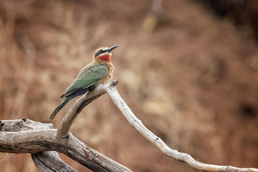 White-fronted Bee-eater Photograph