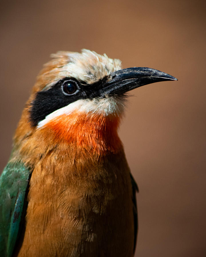 White Fronted Bee-Eater Photograph by Bonny Puckett