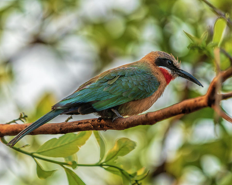 White-fronted Bee-eater in Zambia 2 Photograph by Betty Eich