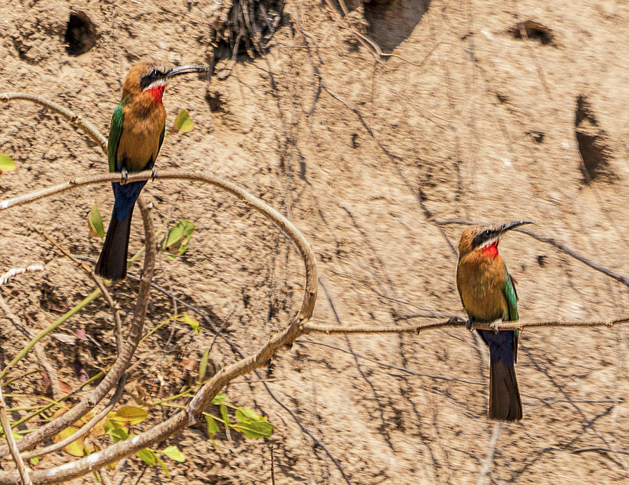White-fronted Bee Eater in Zambia Photograph by Betty Eich