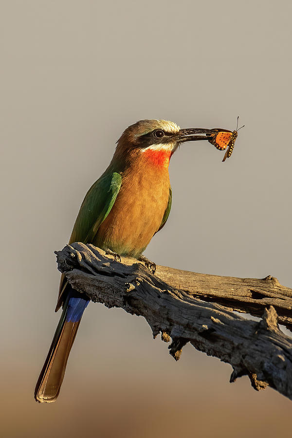 White-fronted Bee-eater Photograph by MaryJane Sesto