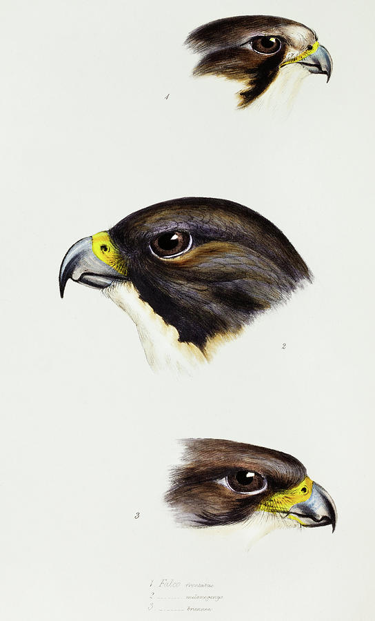 John Gould Drawing - White fronted falcon, Black-cheeked falcon and New Zealand Falcon by John Gould