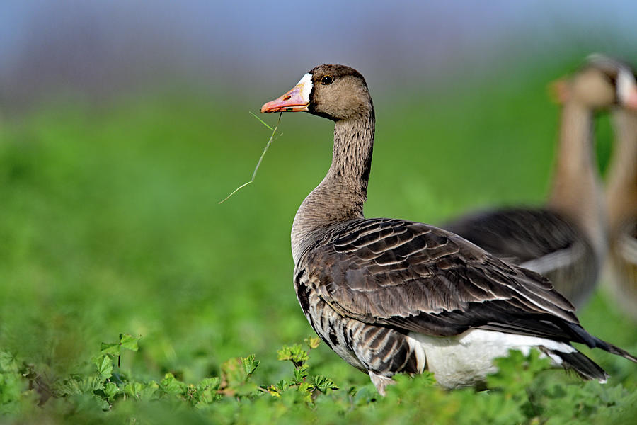  White-fronted Goose - Anser albifrons, Sacramento NWR Photograph by Amazing Action Photo Video