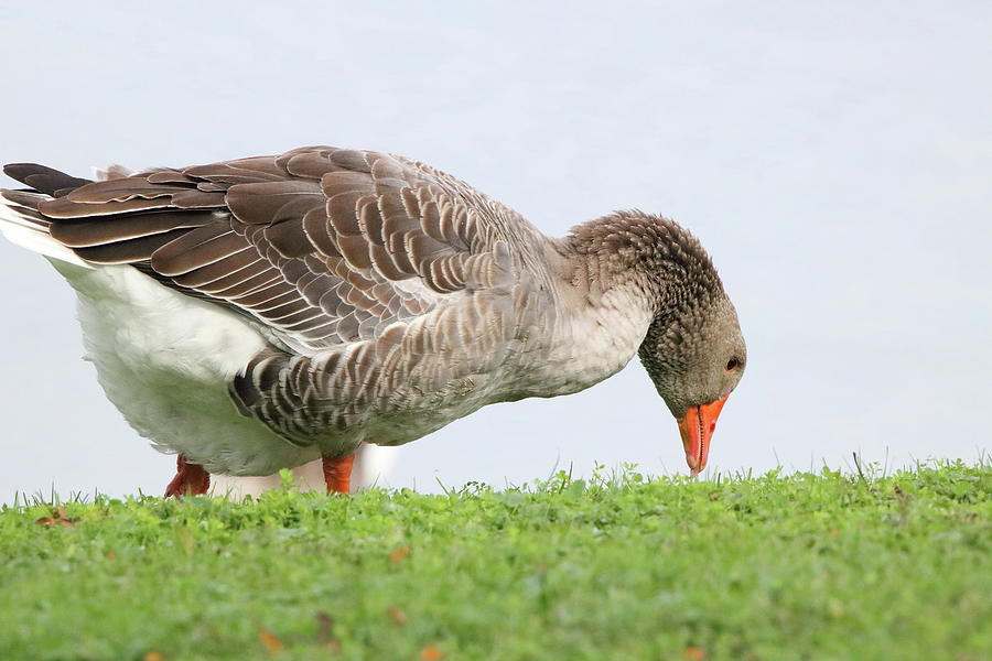 White fronted goose Photograph by Gerald Salamone