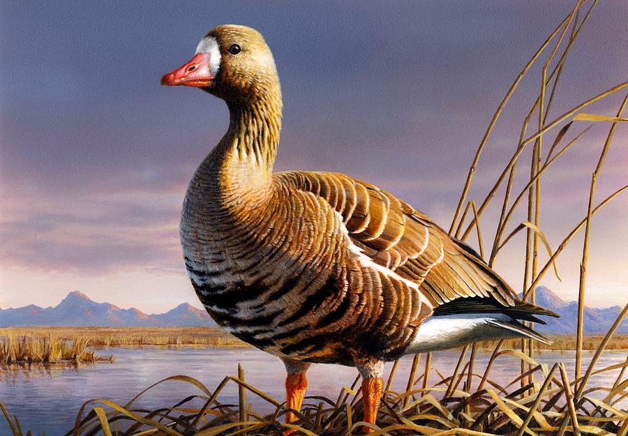 White Fronted Goose Painting by Mountain Dreams