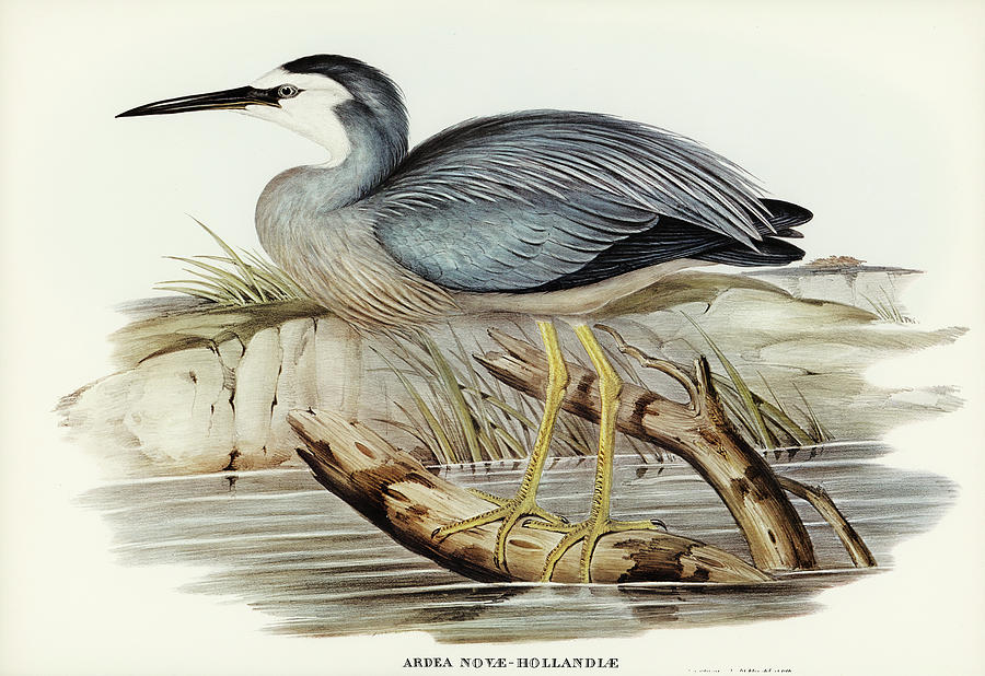 John Gould Drawing - White-fronted Heron, Ardea Novae-Hollandiae by John Gould
