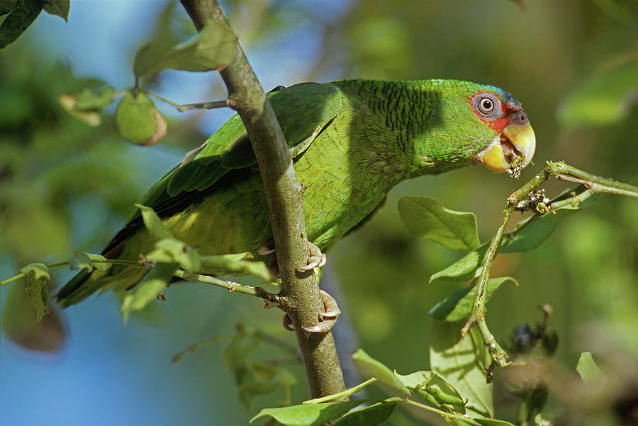 Parrot Photograph - White fronted Parrot by Tim Fitzharris