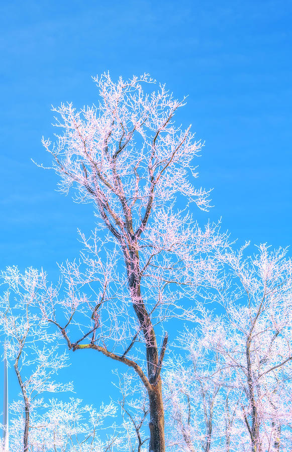 White frozen tree limbs against a blue sky Photograph by Dan Friend