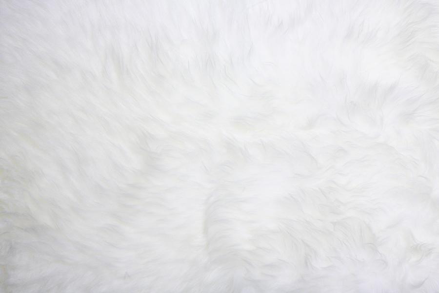 White Fur Photograph by Deepblue4you