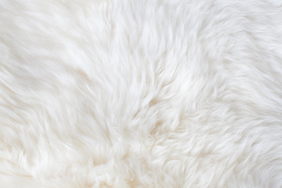 White fur Photograph by Jclegg