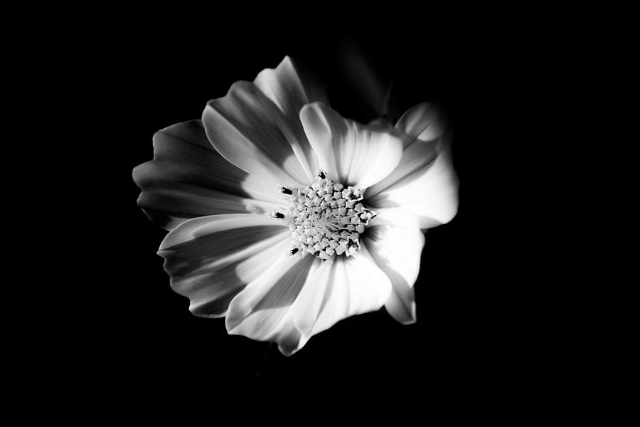 White Garden Cosmos Monochrome Photograph by Scott Lyons