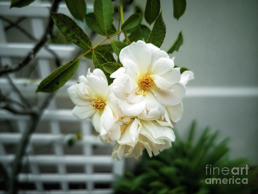 White Garden Roses Photograph by Felix Lai