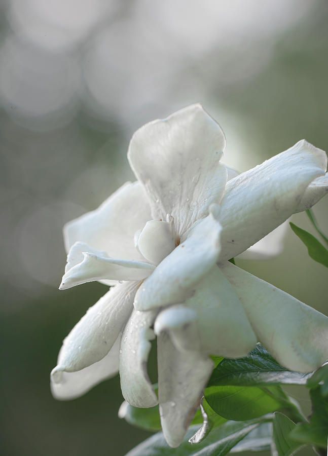 Summer Photograph - White gardenia flower by Phil And Karen Rispin