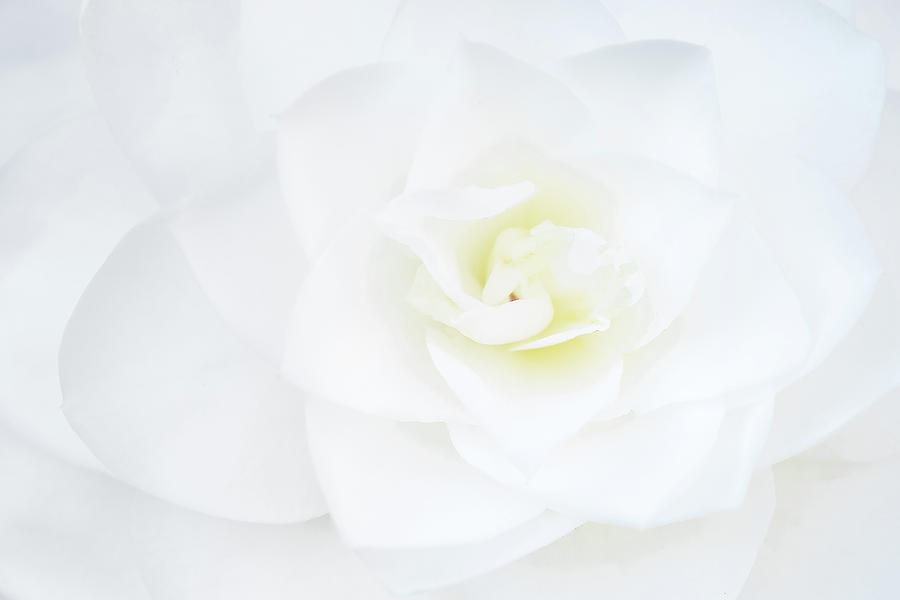 White Gardenia Photograph by John Kirkland