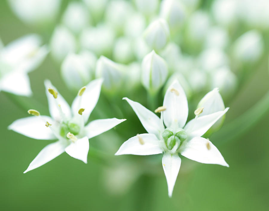 White Garlic Chive Flowers 2020 Photograph by Iris Richardson