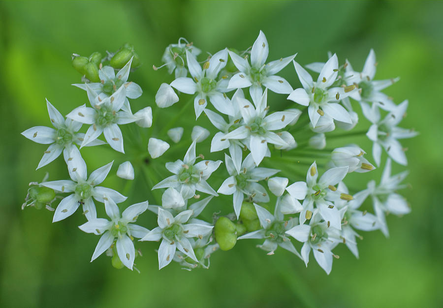 White Garlic Chive Flowers Rectangle Photograph by Iris Richardson