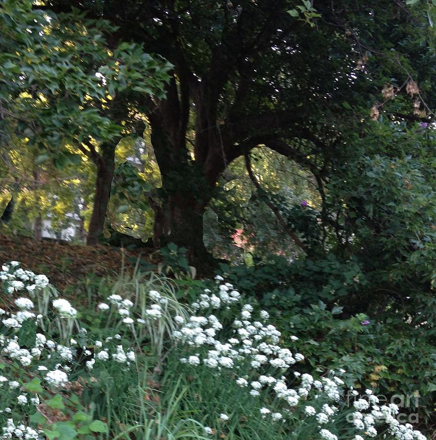 White Garlic with Tree Photograph by Nancy Kane Chapman