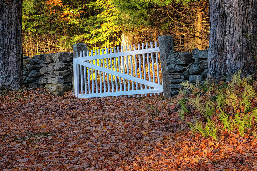 White Gate Photograph by Tom Singleton
