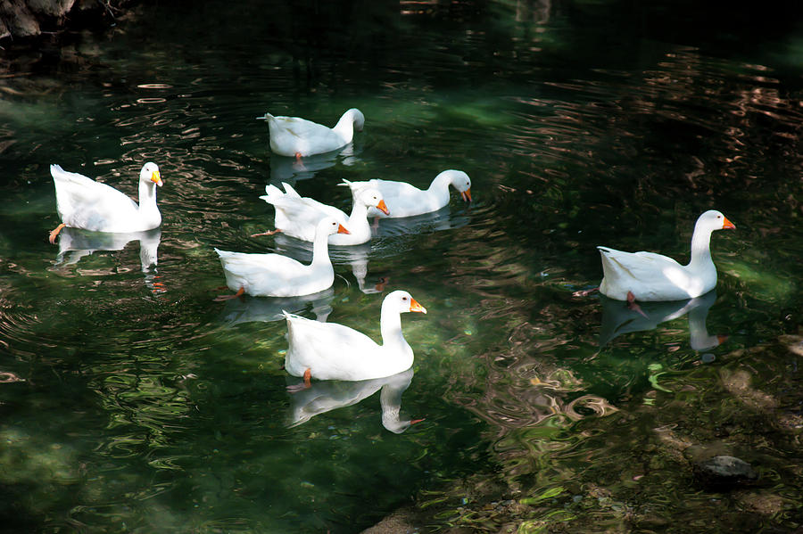 White geese Photograph by Anna Kluba
