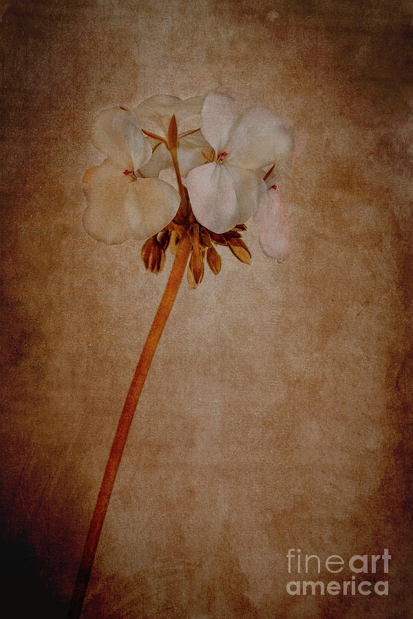 White Geranium Photograph by Elaine Teague