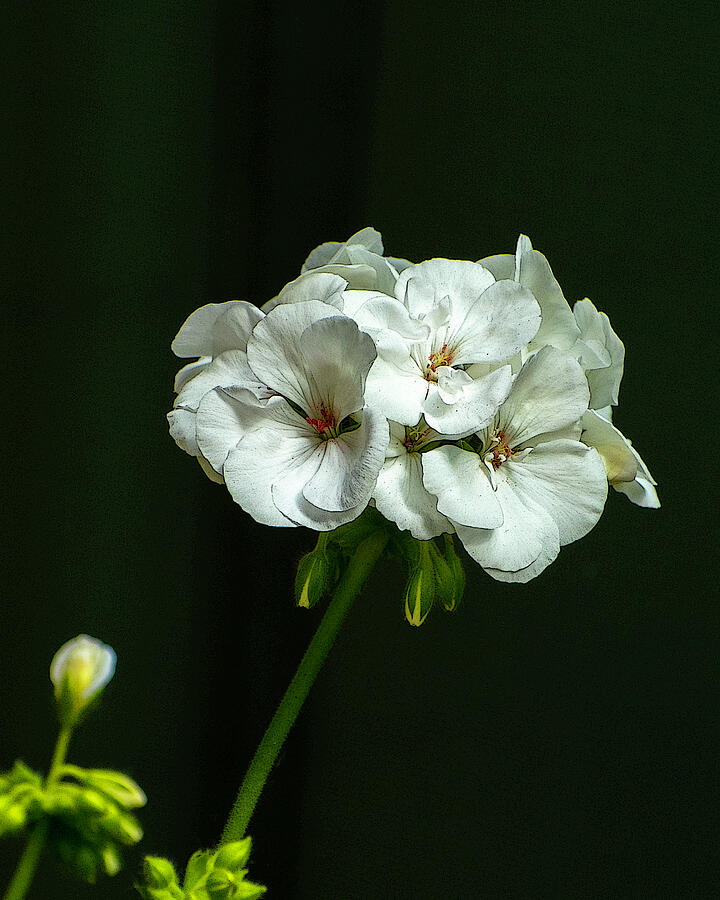 White Geranium Photograph by Larry and Elaine Goss