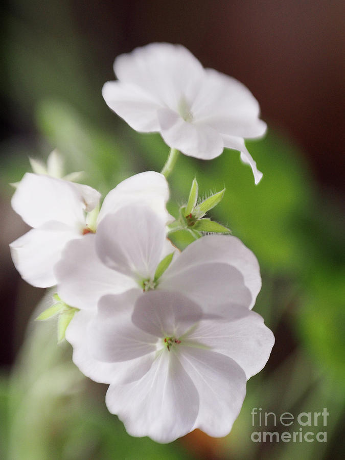White Geraniums On A Winter Day 4 Photograph by Dorothy Lee