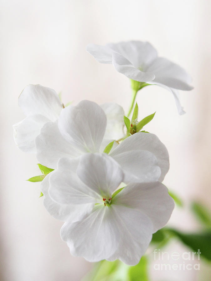 White Geraniums On A Winter Day 7 Photograph by Dorothy Lee