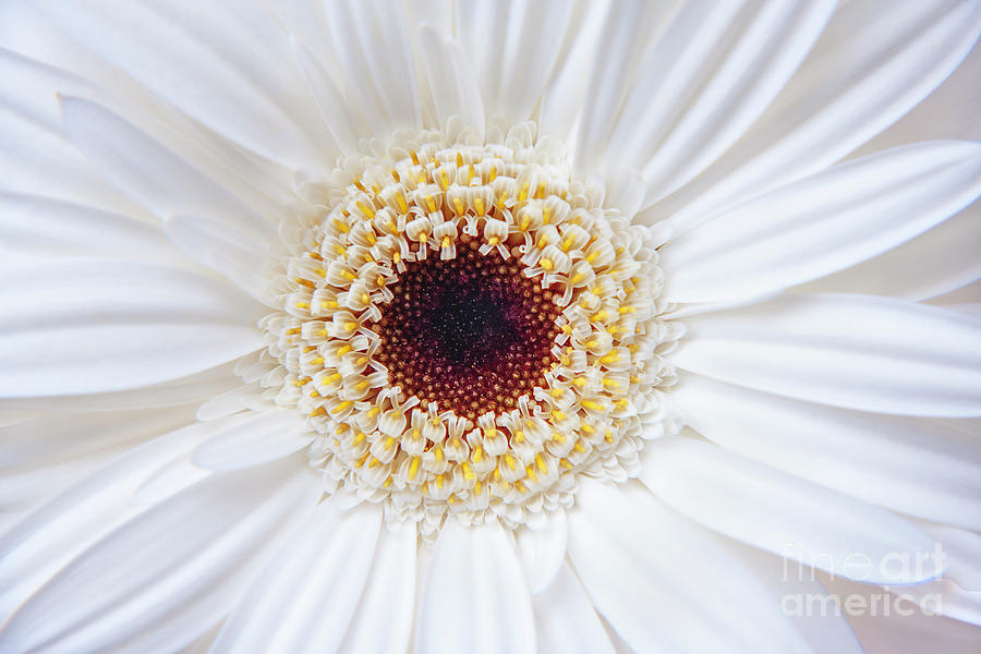 White Gerber Flower Photograph by Julia Hiebaum