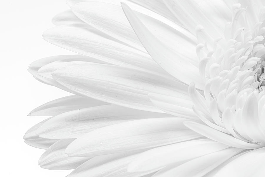 Daisy Photograph - White Gerbera Daisy Macro by Sandi Kroll