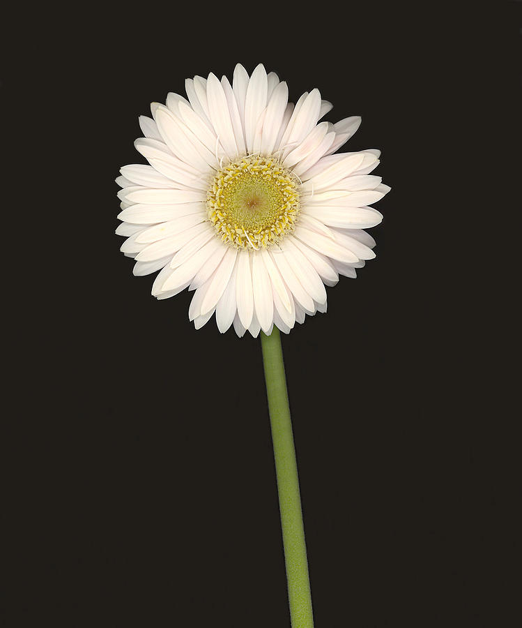 Daisy Photograph - White Gerbera Series I by Suzanne Gaff