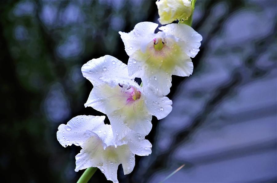 White Gladiolus 2 Photograph
