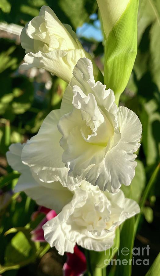 White Gladiolus Photograph by Carol Groenen