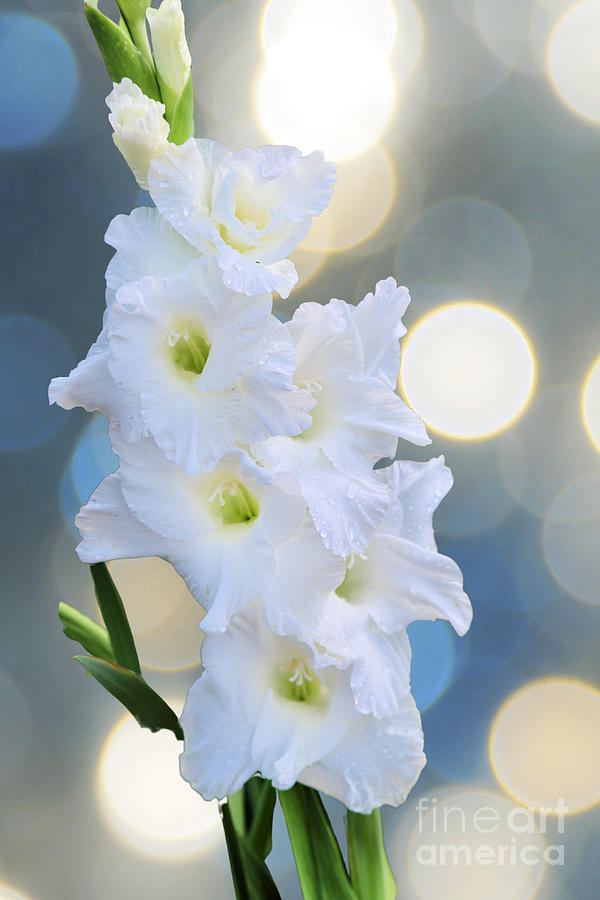 White Gladiolus in Bright Bokeh Photograph by Carol Groenen