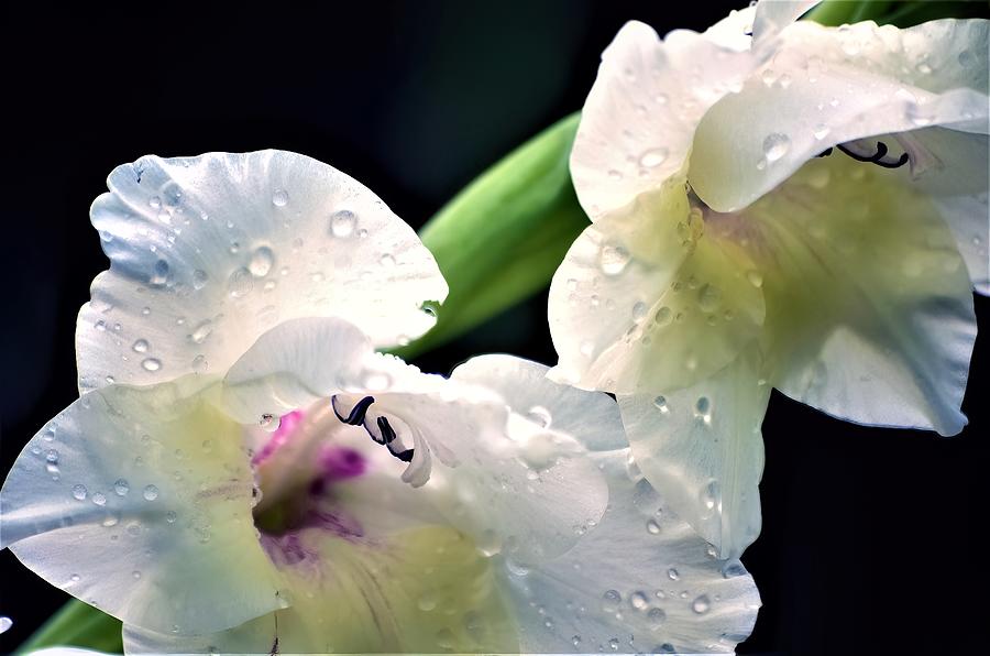 White Gladiolus Photograph
