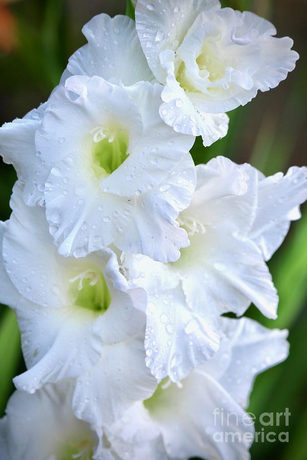 White Gladiolus with Droplets Photograph by Carol Groenen