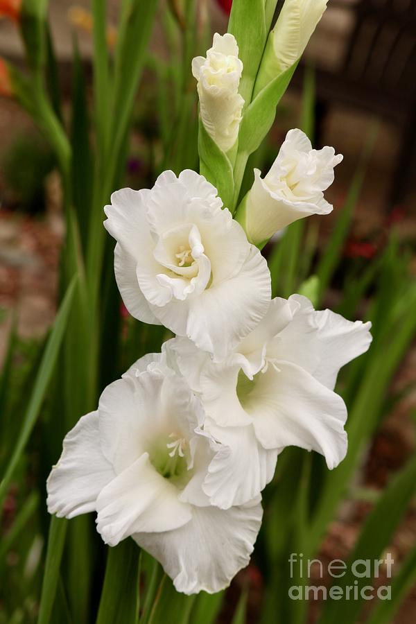 White Gladiolus with Green Background Photograph by Carol Groenen