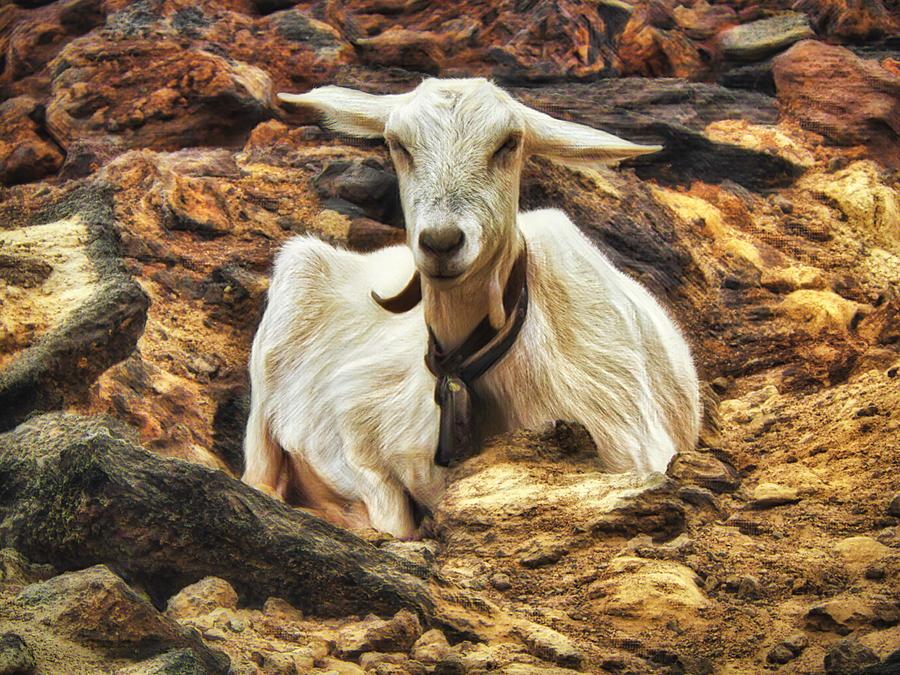 White Goat Resting Photograph by Marco Sales