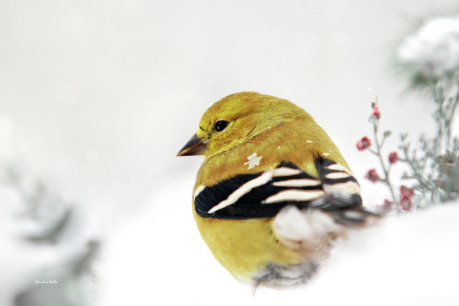 Winter Photograph - White Gold Goldfinch by Christina Rollo