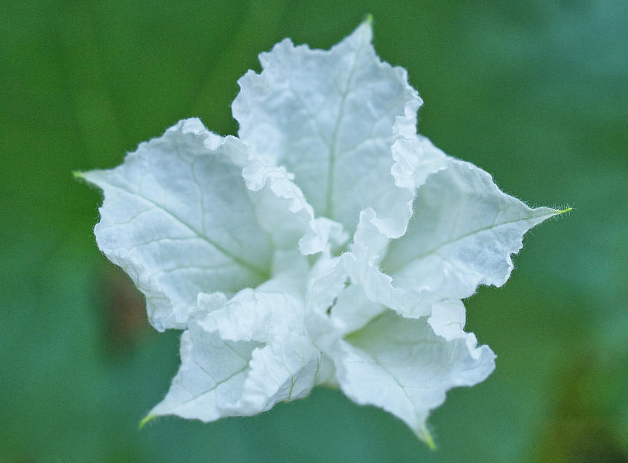 White Gourdflower on Green Bunshed  Photograph by Iris Richardson