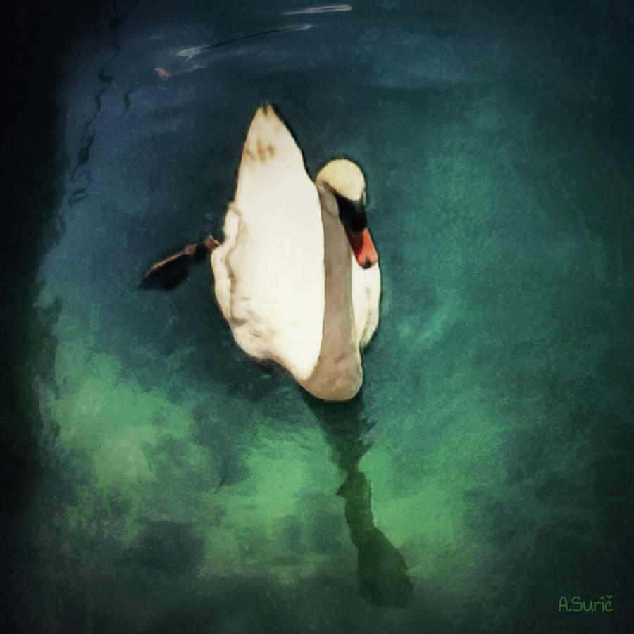 Swan Mixed Media -  Beautiful Swan Swiming In The Water by Antonia Surich