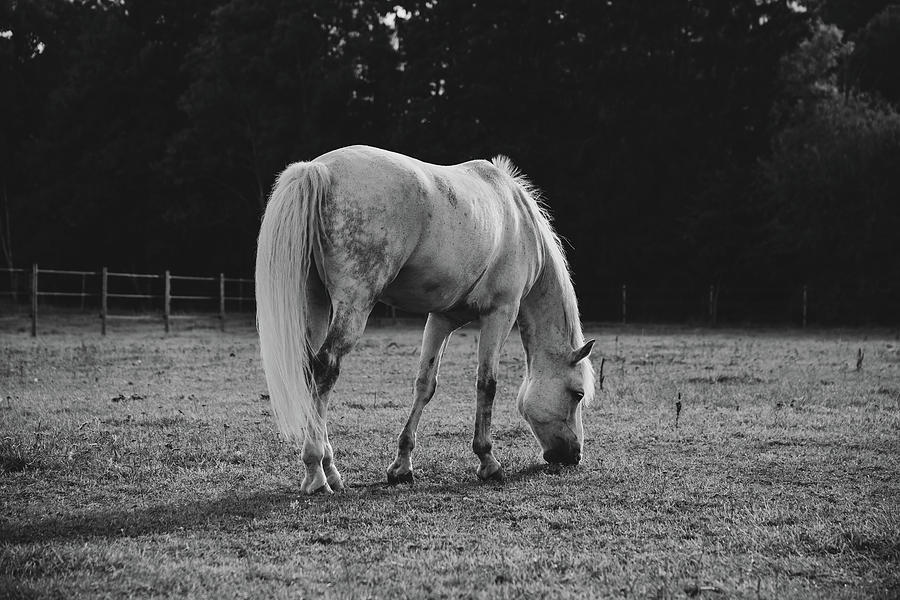 White Grazing Horse in Black and White Photograph by Nicklas Gustafsson