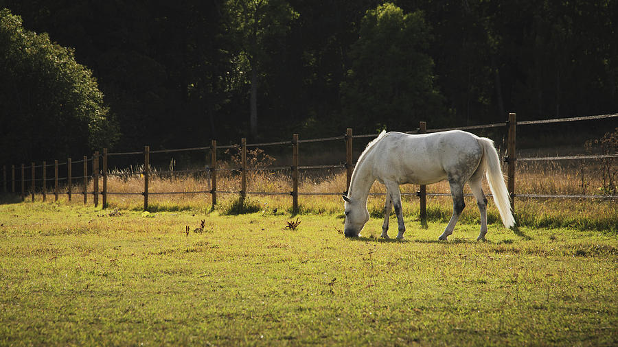White Grazing Horse Photograph by Nicklas Gustafsson