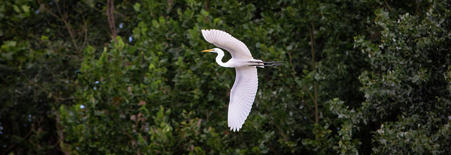 White Great Egret Photograph
