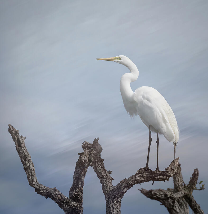 White Great Egret - Standing Tall Photograph by Sylvia Goldkranz