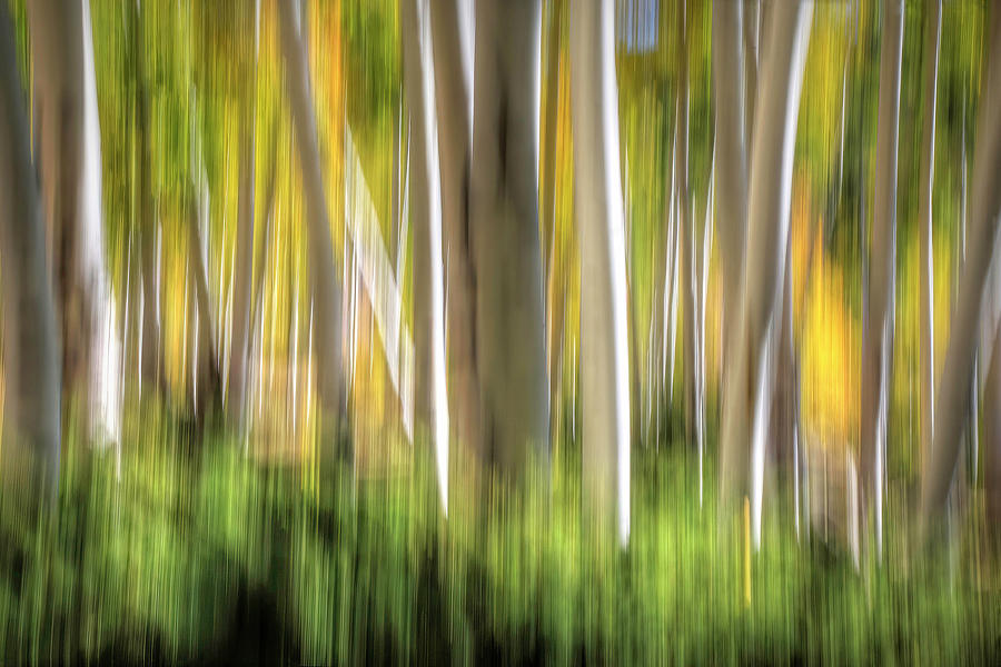 White Green and Gold - ICM Photograph by Donna Kennedy
