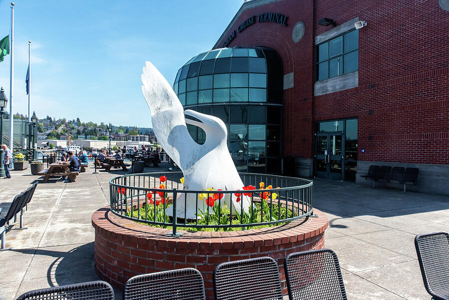 White Gull at Bellingham Terminal Photograph by Tom Cochran